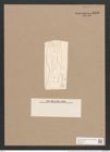 Rhoicosigma mediterraneum Cleve (de-Toni-Nr.: Genus 15, Species 1130) Zeichnungen Sammlung Grunow Nr. 2226 (NHMW-BOT-W0369314)